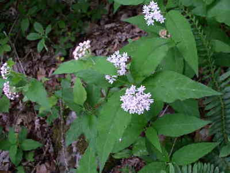 Milkweed