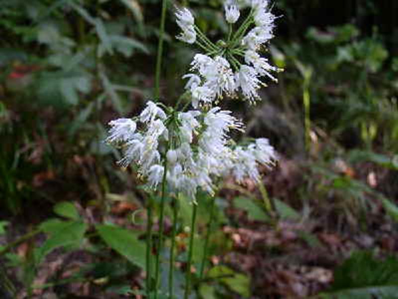 Nodding Onion