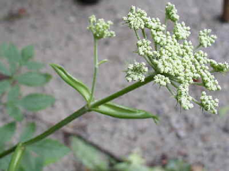 Hairy Angelica