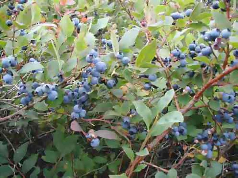 blueberries