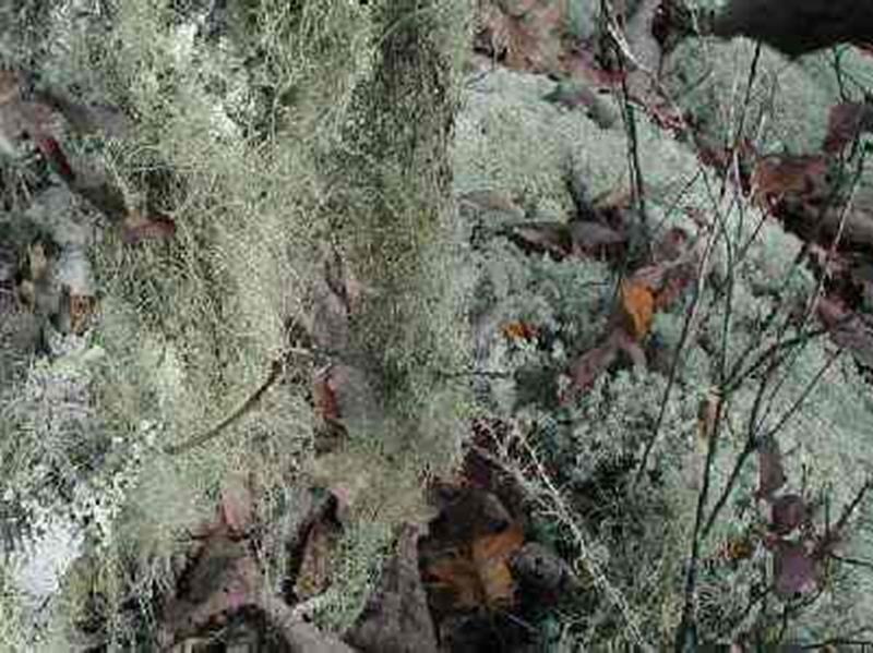 Beard Lichen