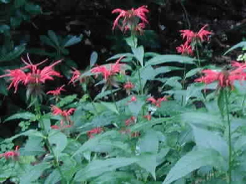 Bee Balm