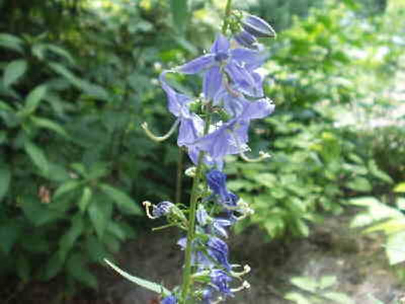 Tall Bellflower