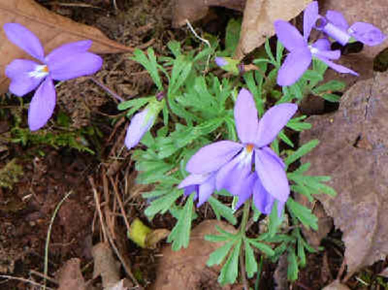 Birdfoot Violet