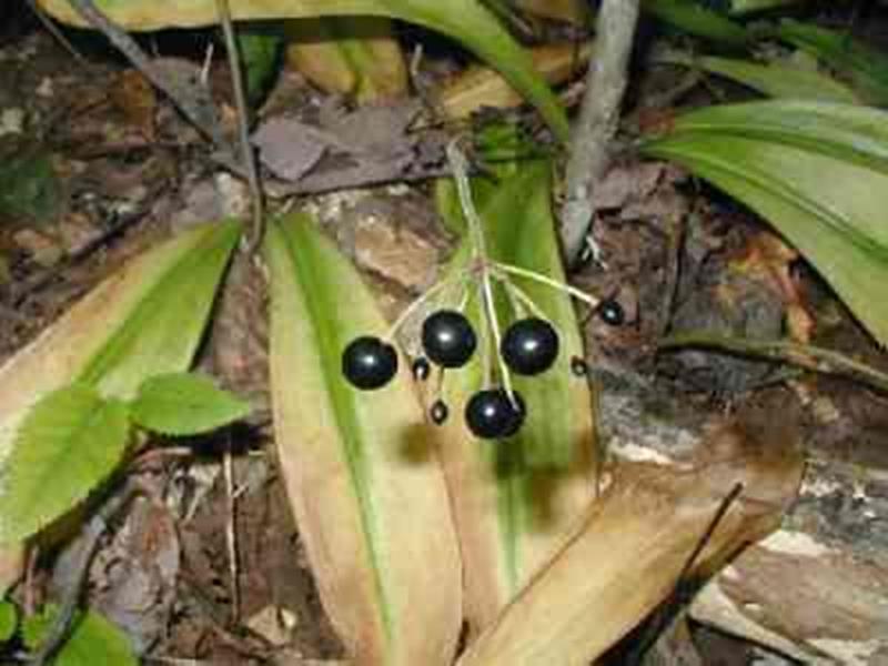 Clintonia