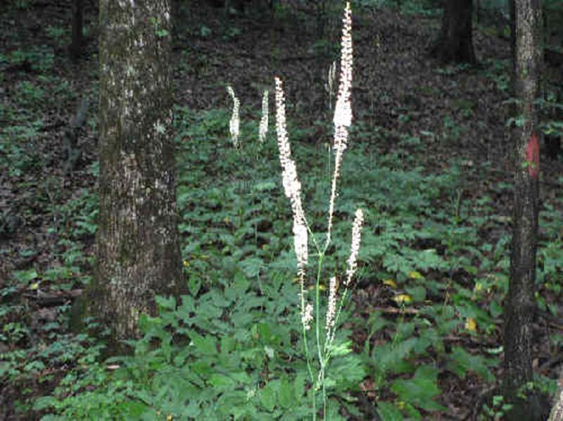 Black Cohosh