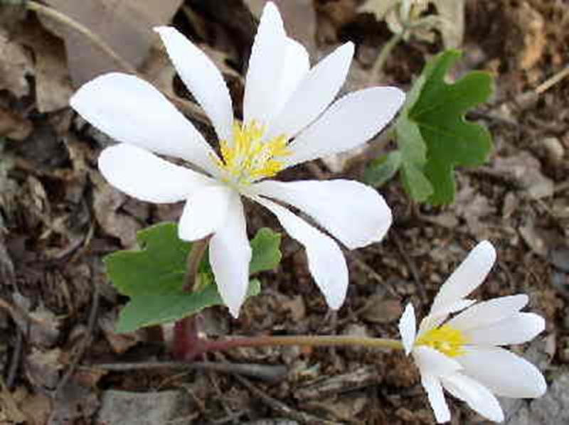 bloodroot