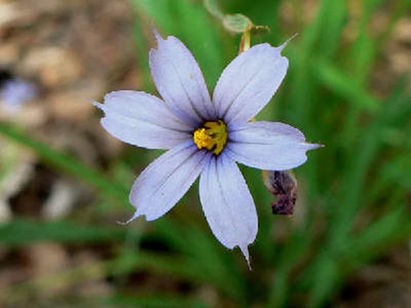 Blue-eyed Grass