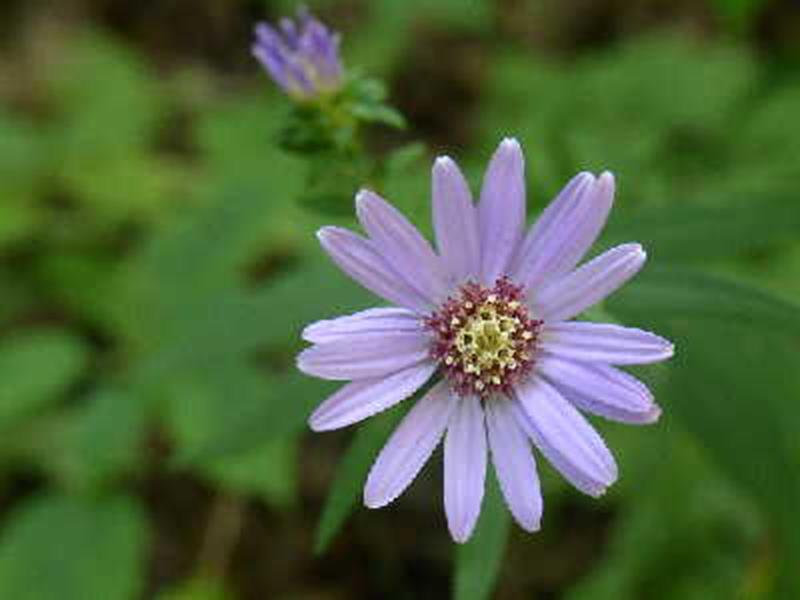 Blue Aster