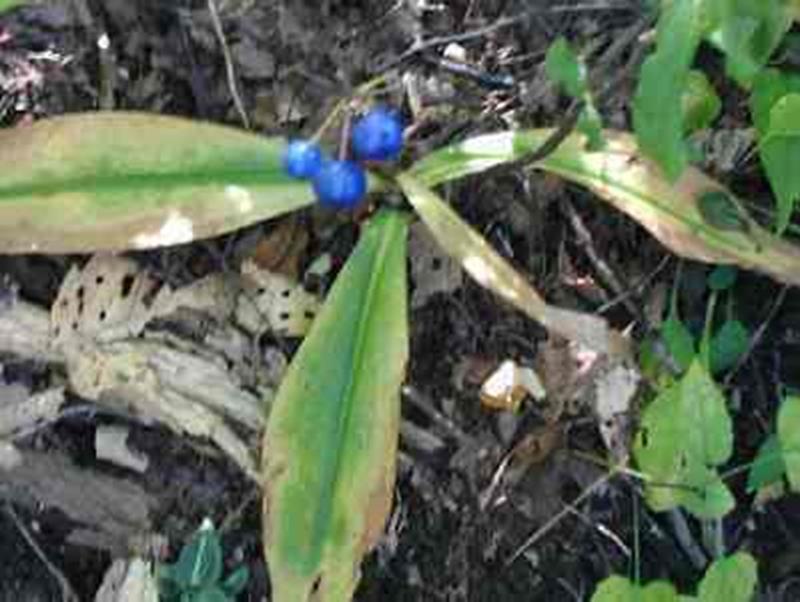 Bluebead Clintonia