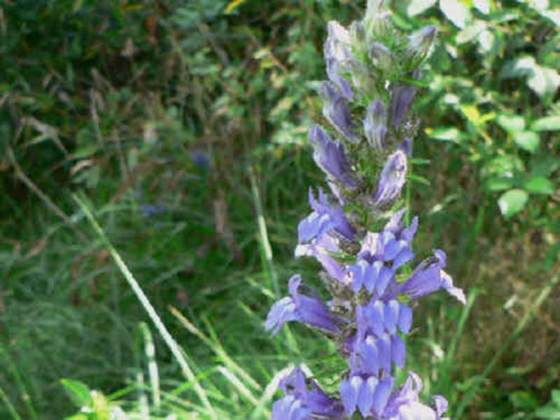 Great Lobelia