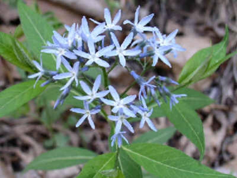 Eastern Bluestar