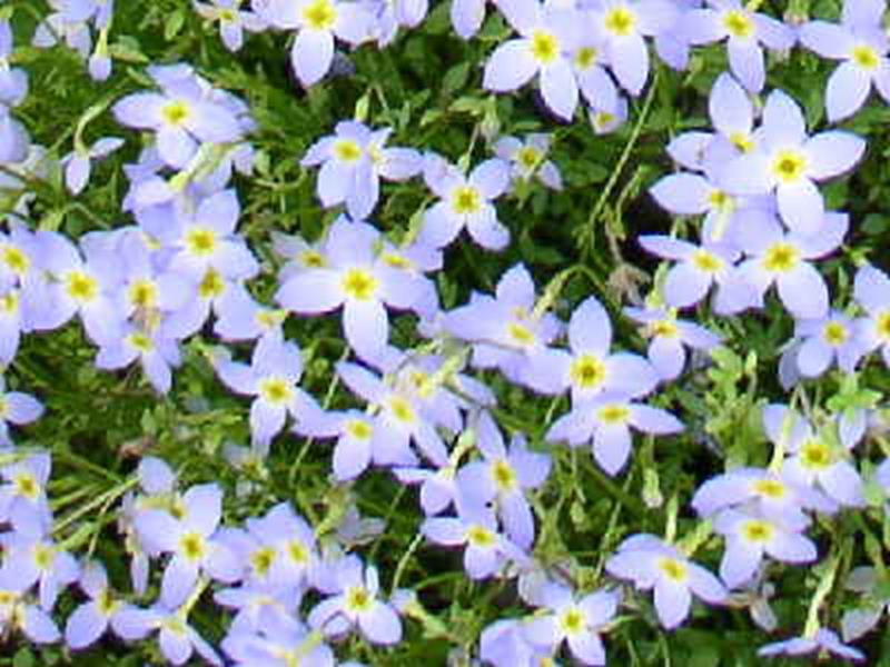 Bluets