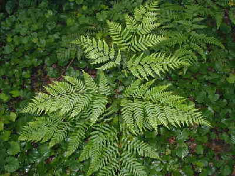 Bracken Fern