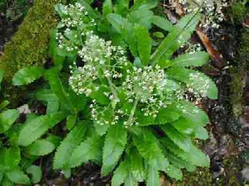 Brook Lettuce