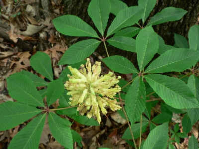 Dwarf Buckeye