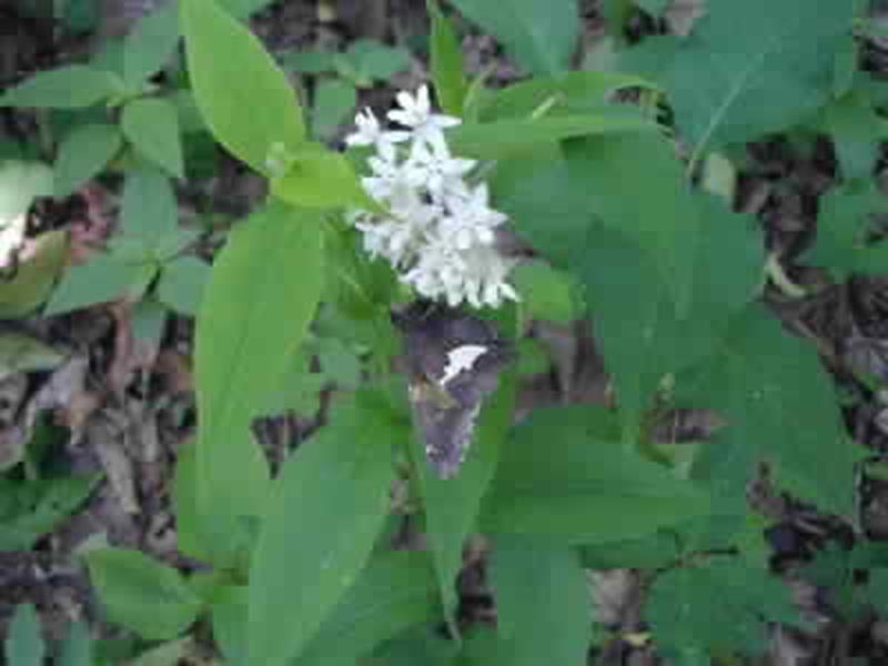 Milkweed w/butterfly