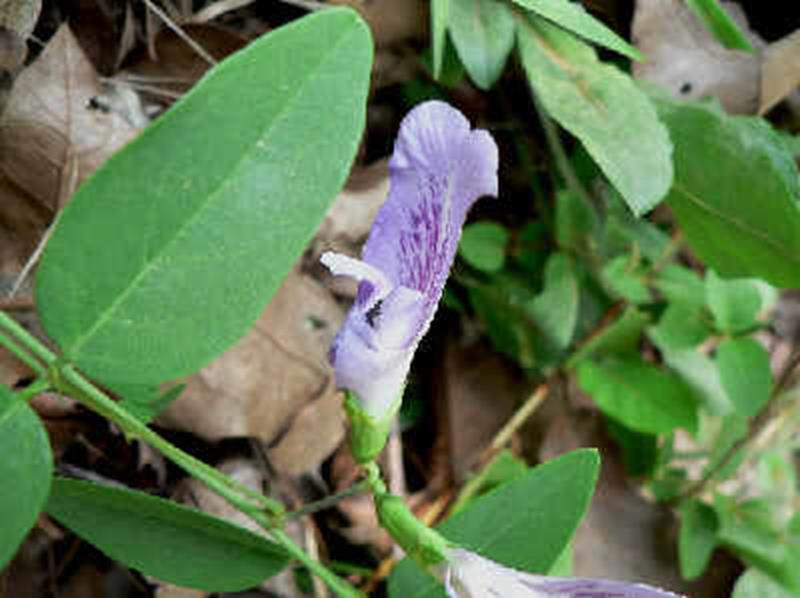 Butterfly Pea