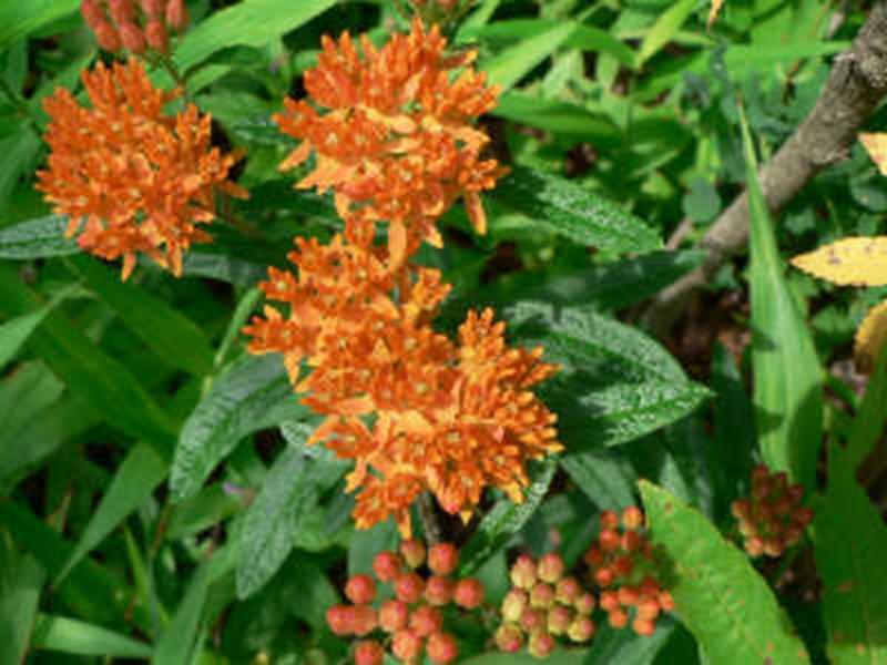 butterfly weed