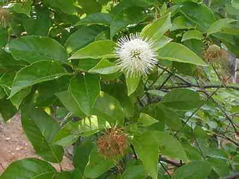 Buttonbush