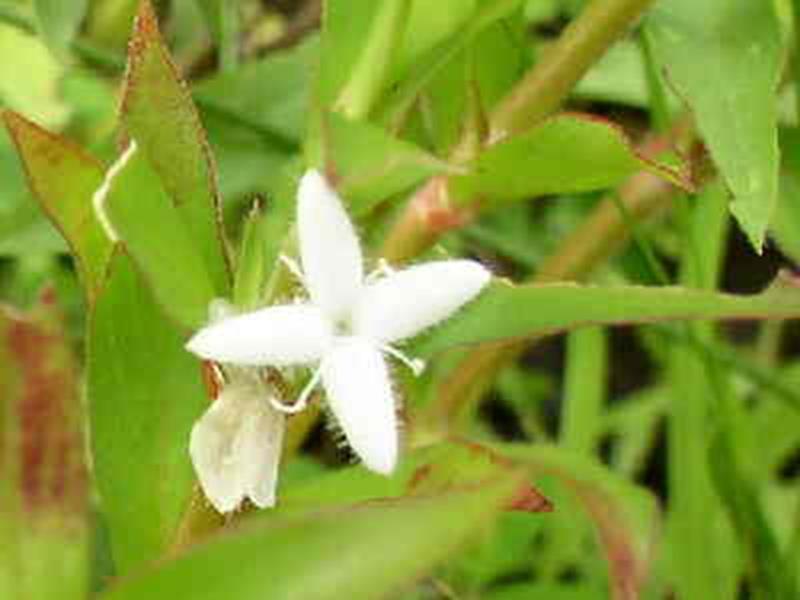 Twayblade Orchid