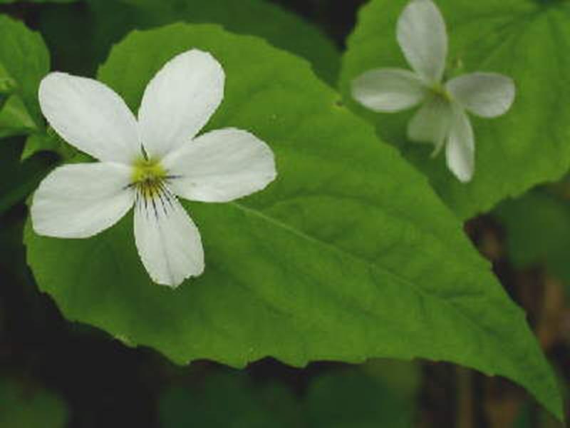 Canada violet