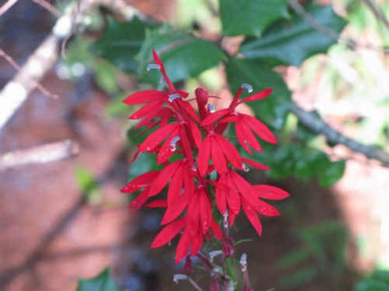 Cardinal Flower