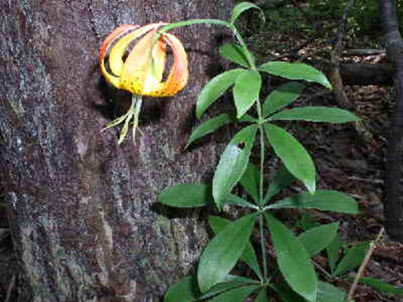 carolina lily