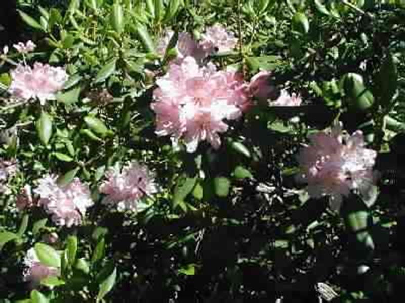 Carolina Rhodo.