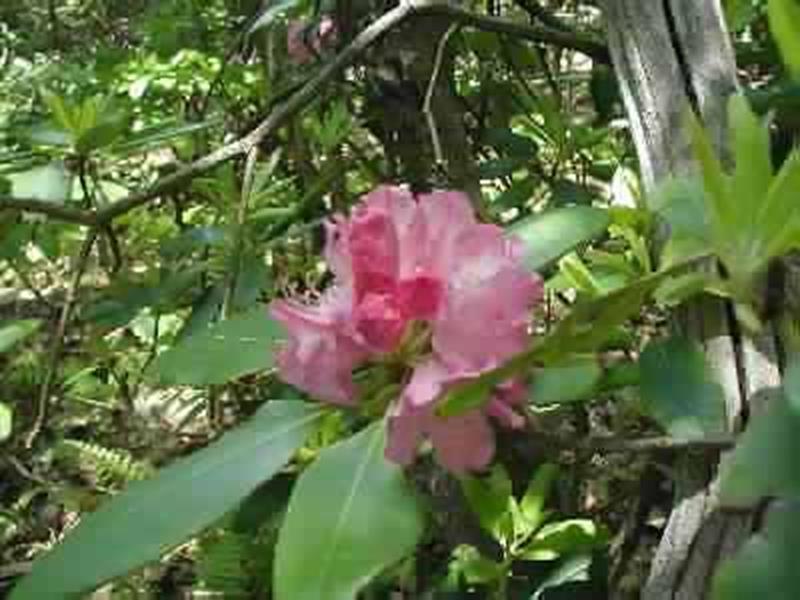 Catawba Rhododendron