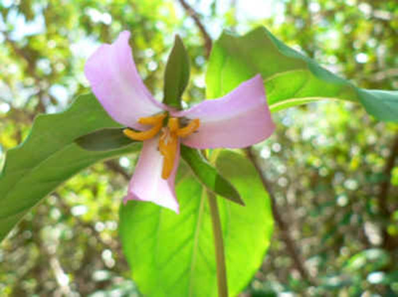 Catesby's trillium