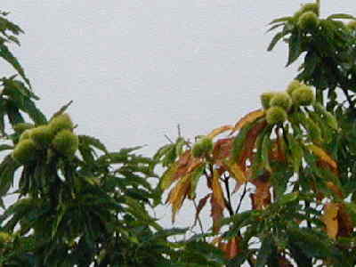 American Chestnut