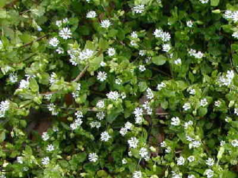 Common Chickweed