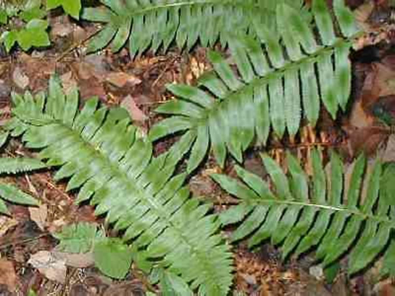 Christmas Fern