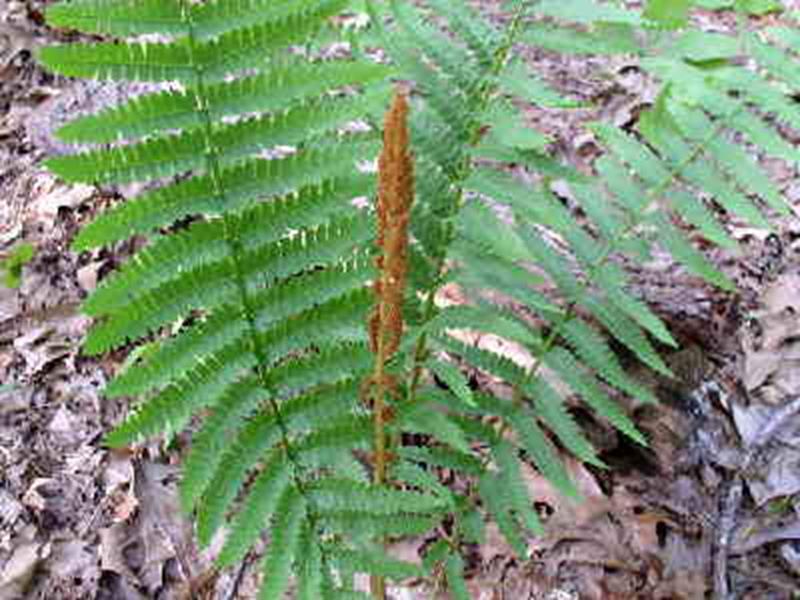 Cinnamon Fern