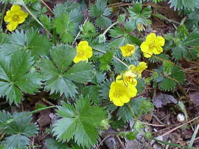 Cinquefoil