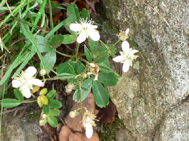 3-toothed Cinquefoil