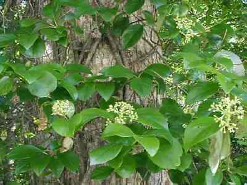 Climbing Hydrangea