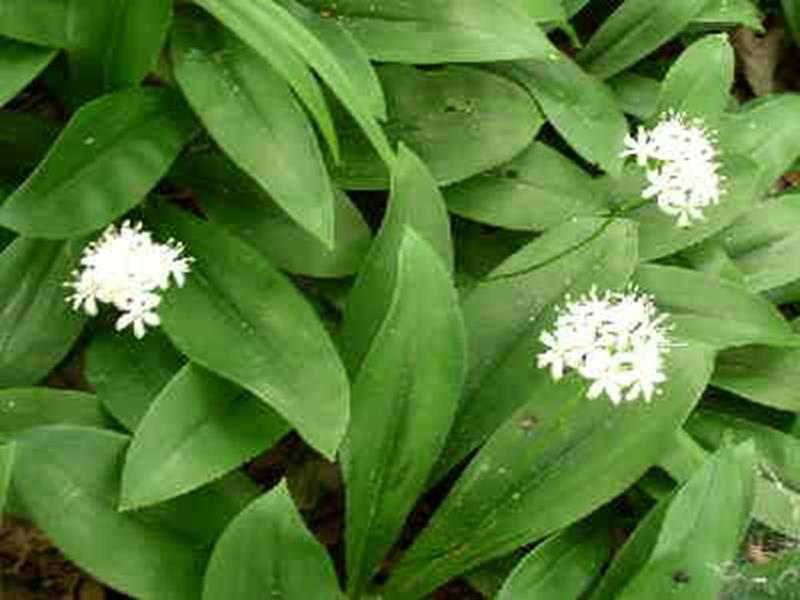 White Clintonia