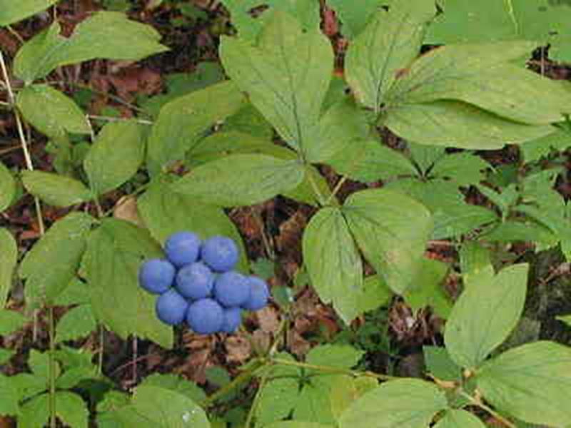 Blue Cohosh