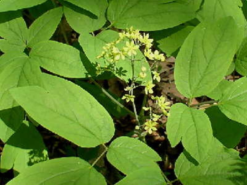 Blue Cohosh