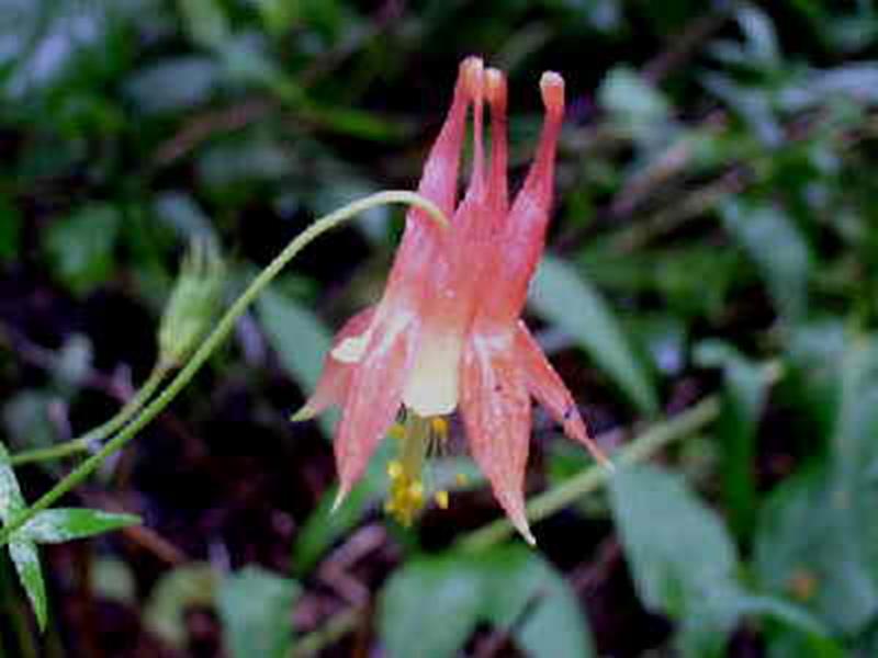 Wild Columbine