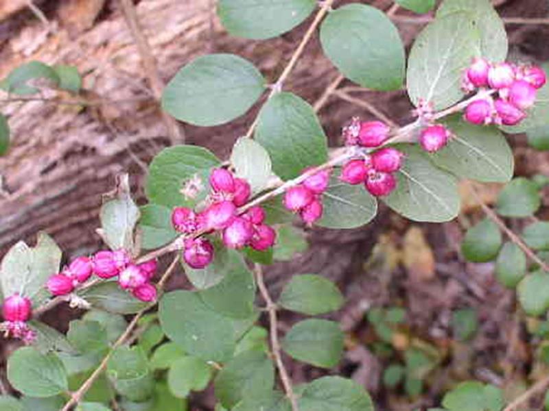 Coral Berry