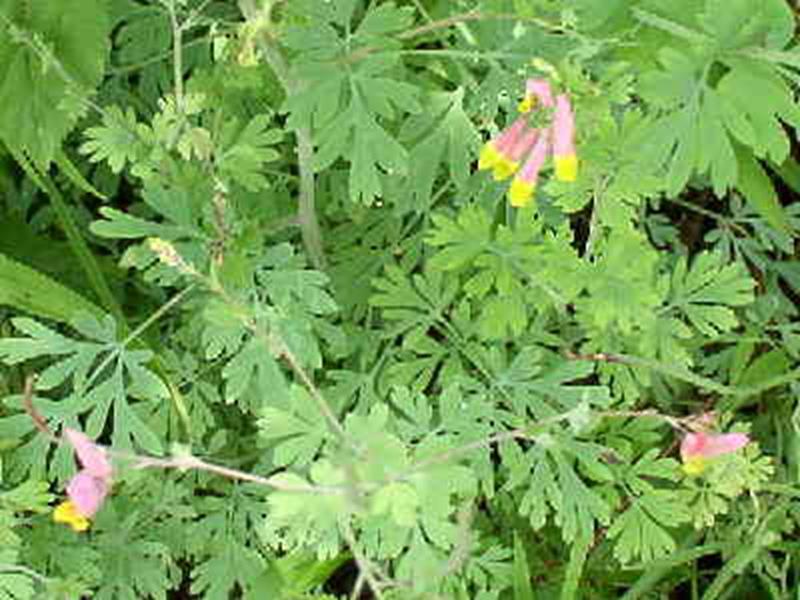 Pale Corydalis