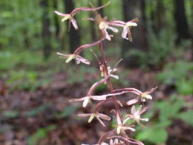 Cranefly Orchid