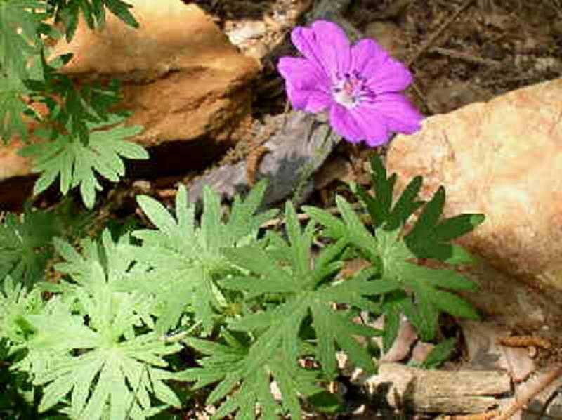 Long-stemmed Cranesbill