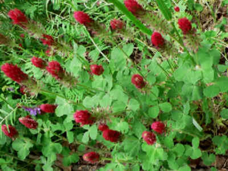 Crimson Clover