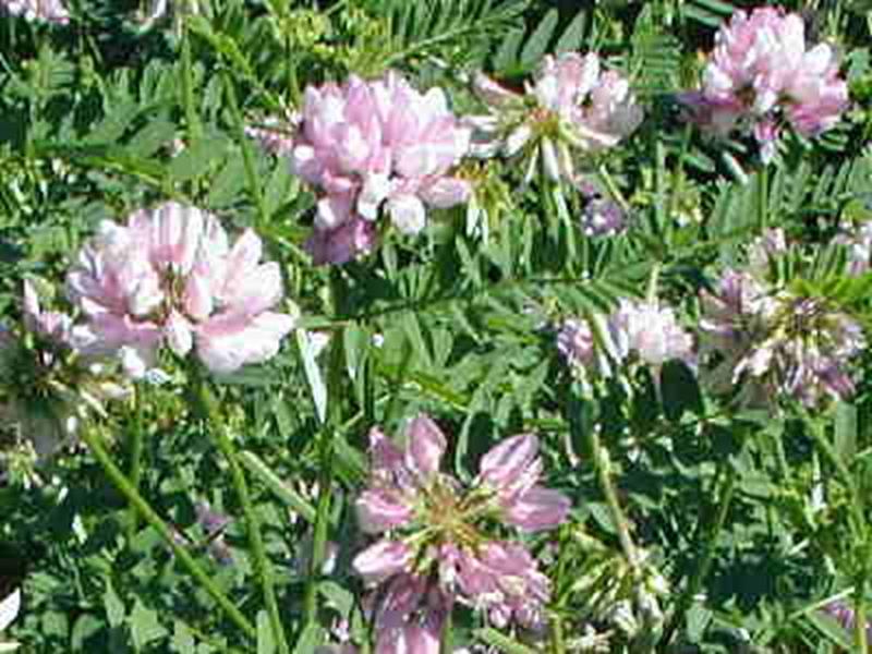 Crown Vetch