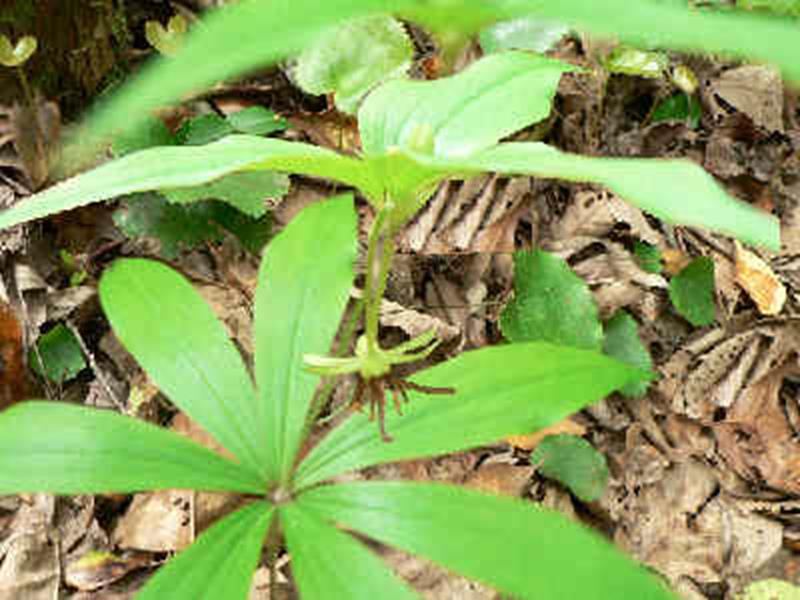 Indian Cucumber Root