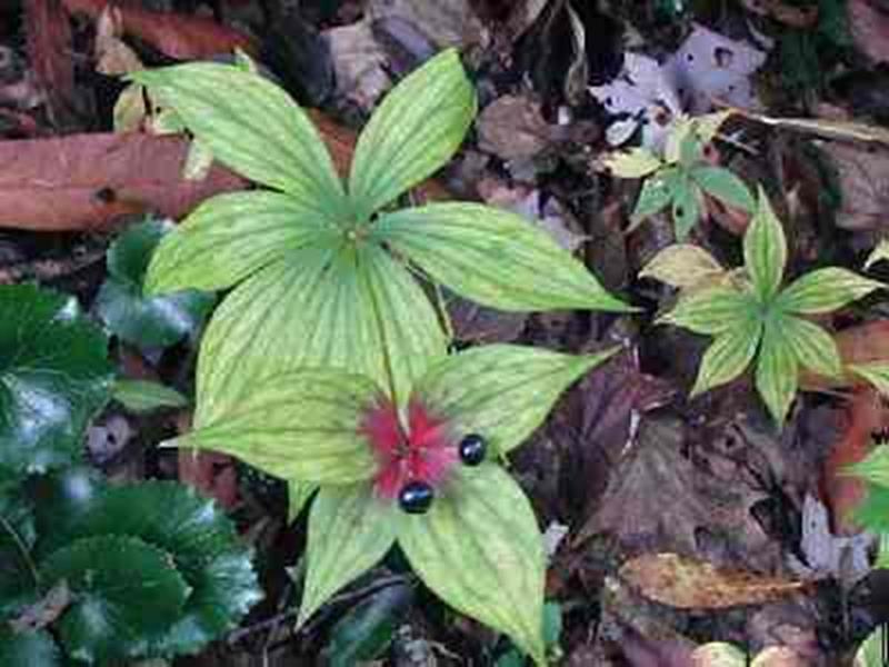 Indian Cucumber Root